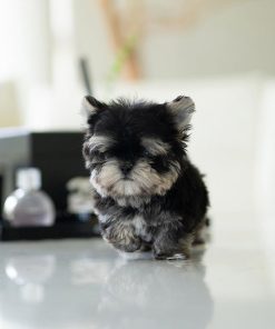 Daisy is a beautiful Morkie puppy