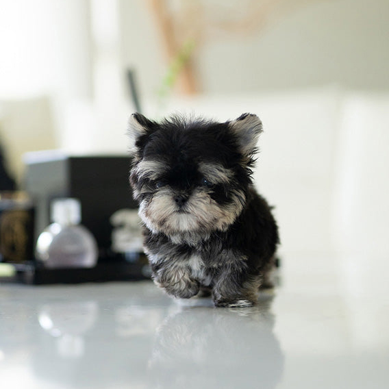 Daisy is a beautiful Morkie puppy