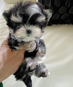 Alternative view of Toby Morkie puppy