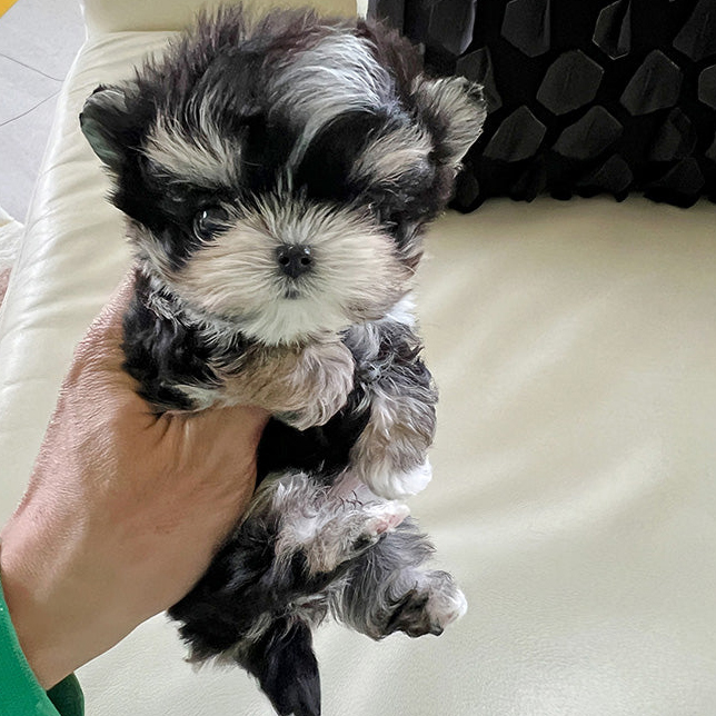 Toby Morkie puppy - Image 2