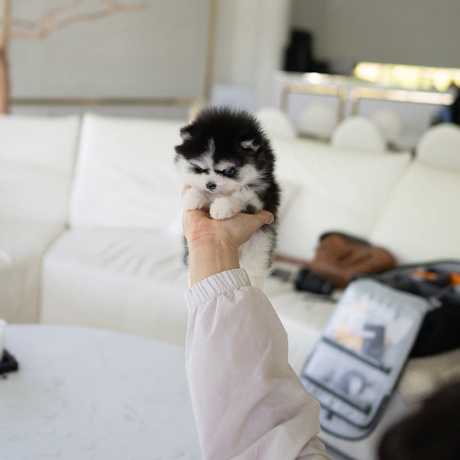 Ziggy Pomsky puppy - Image 3