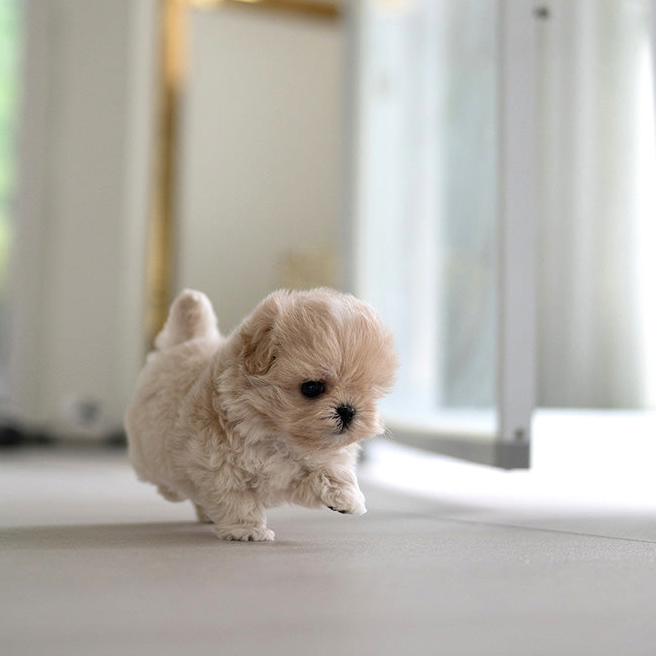 Chloe Maltipoo puppy - Image 3