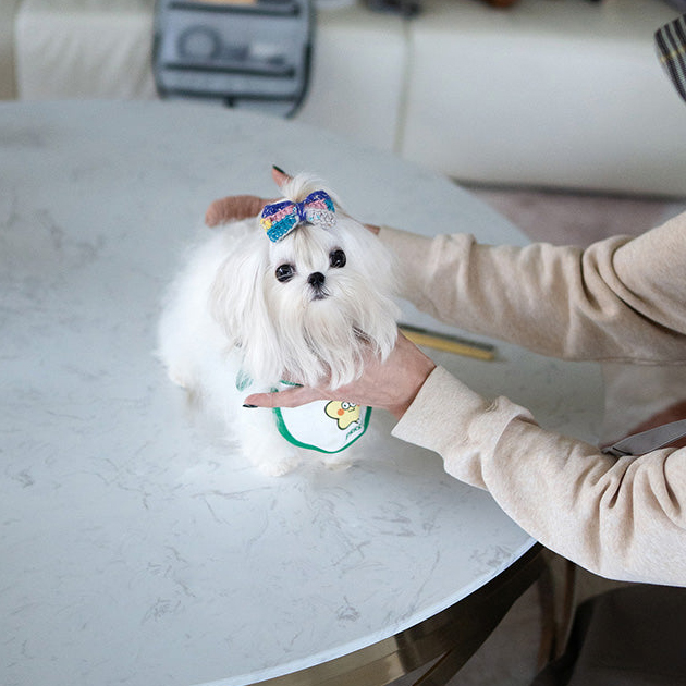 Luna Maltese puppy - Image 4