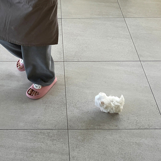 Milo Maltese puppy - Image 3