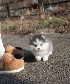 Alternative view of Willow Pomsky puppy