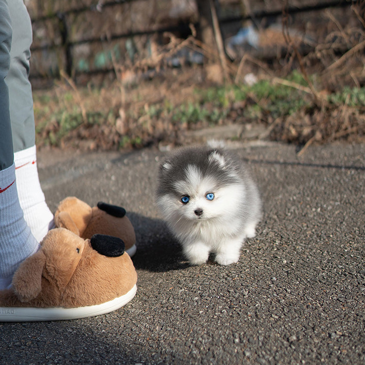 Willow Pomsky puppy - Image 2