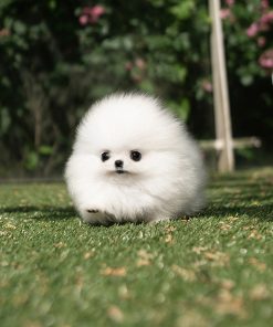 Alternative view of Layla pomeranian puppy