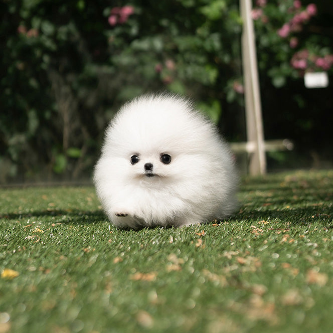 Layla pomeranian puppy - Image 2