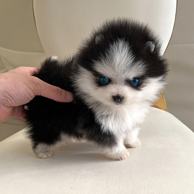 Blaze Pomsky puppy - Image 3
