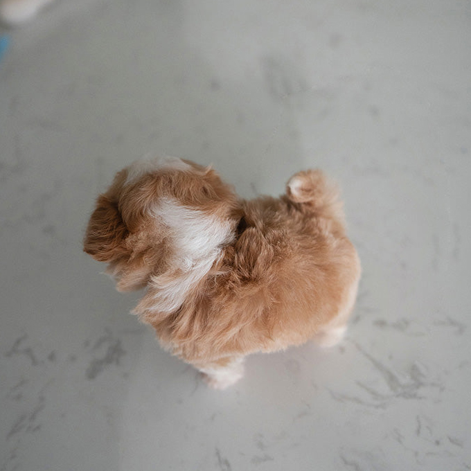 Ruby Maltipoo puppy - Image 4