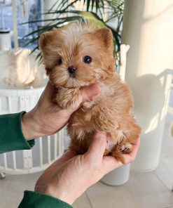 Alternative view of Zara Morkie puppy