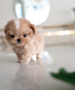 Alternative view of Ruby Maltipoo puppy