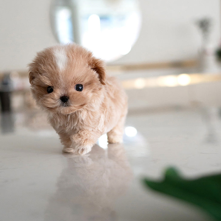 Ruby Maltipoo puppy - Image 2