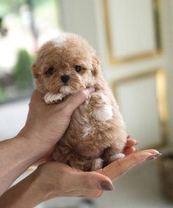 Alternative view of Zues Maltipoo puppy