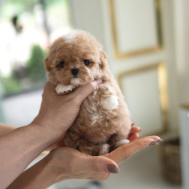 Zues Maltipoo puppy - Image 2