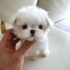 Bimbo Maltese puppy