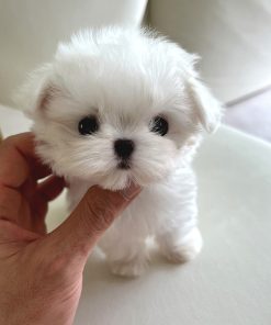 Bimbo Maltese puppy