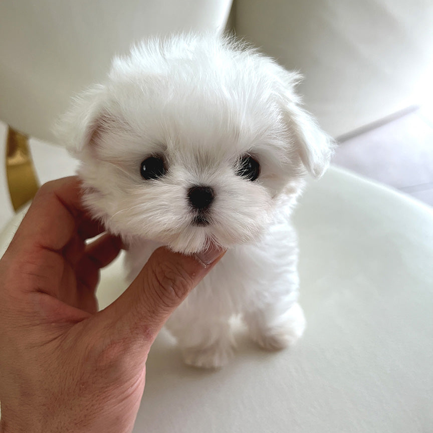 Bimbo Maltese puppy