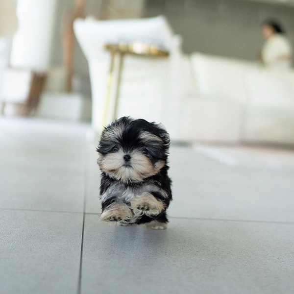 SAMMY MORKIE PUPPY - Image 3