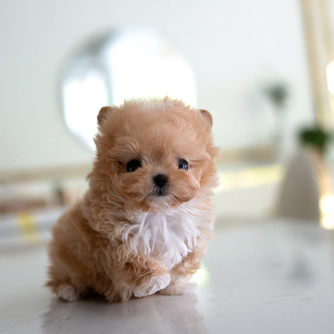 Rex Maltipoo puppy - Image 3