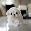 maltese puppy Bella
