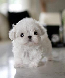 maltese puppy Bella