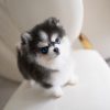 Meet the Poppy Pomsky pupp