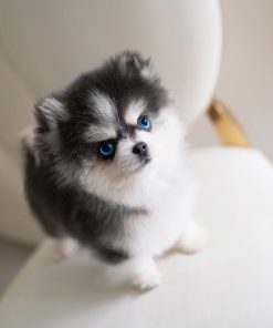 Meet the Poppy Pomsky pupp