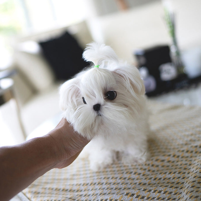 Ace Maltese puppy - Image 5