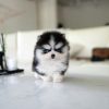 Ziggy Pomsky Puppy