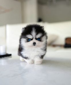 Ziggy Pomsky Puppy