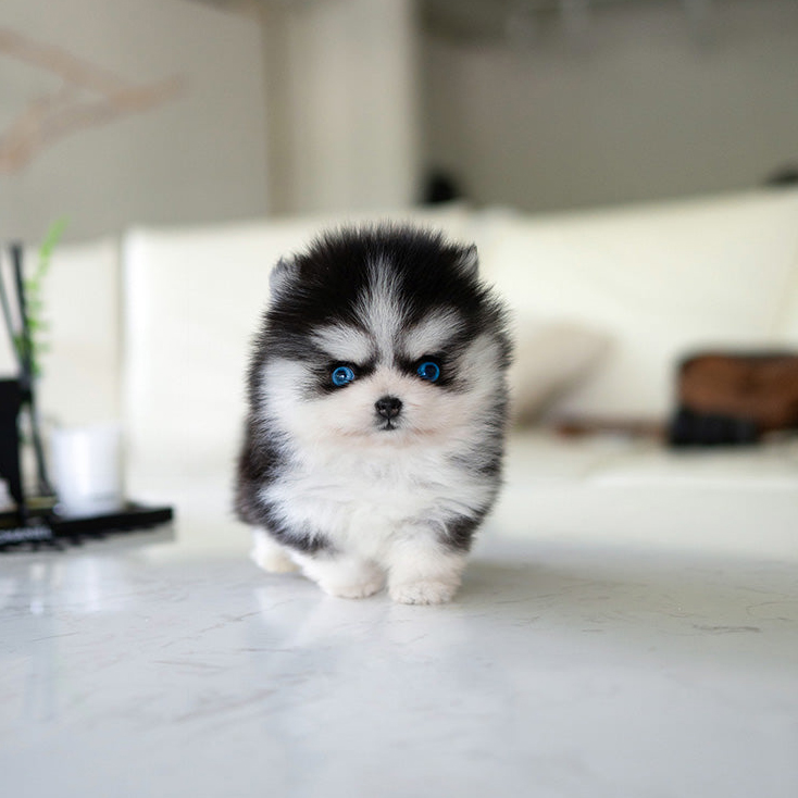 Ziggy Pomsky Puppy