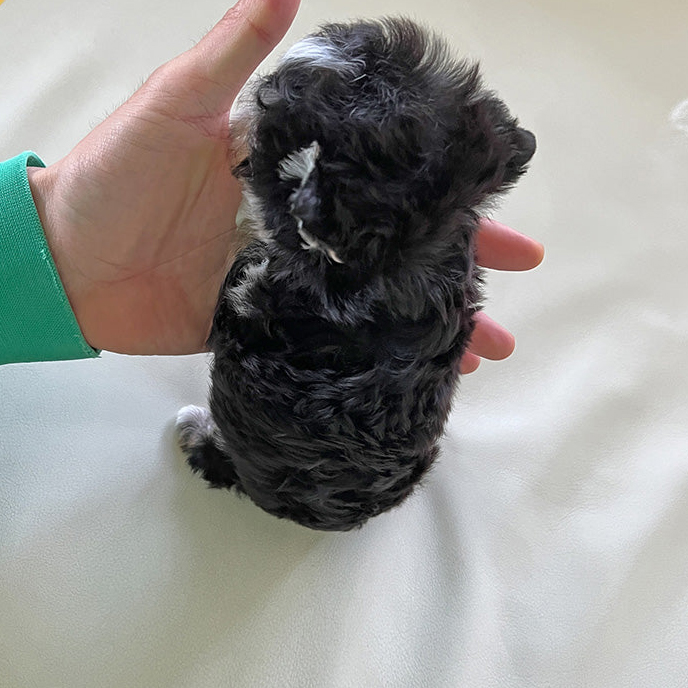 Toby Morkie puppy - Image 3