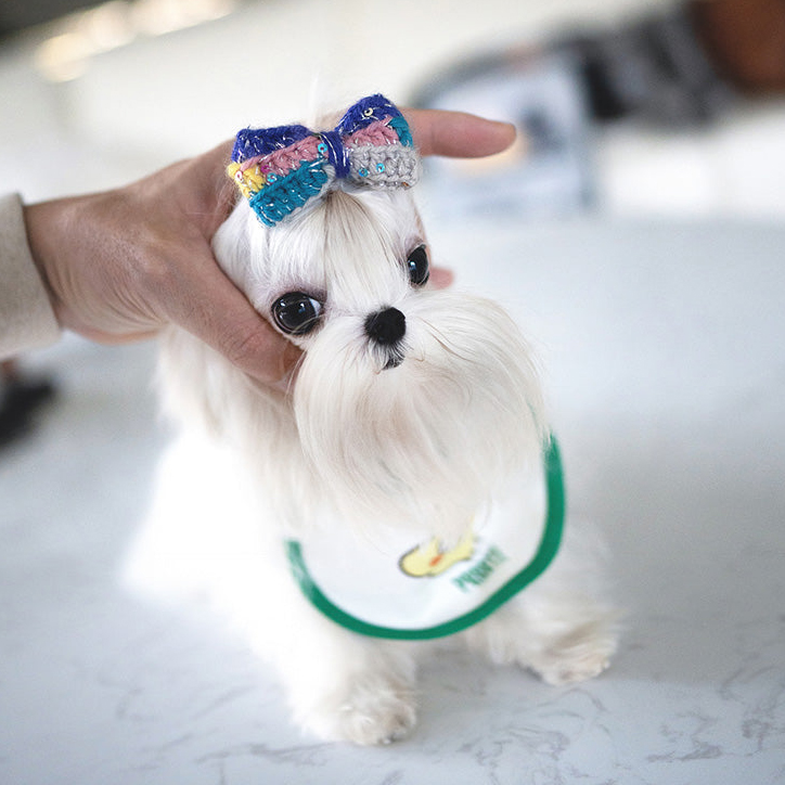 Luna Maltese puppy - Image 3