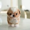 Ruby Maltipoo puppy