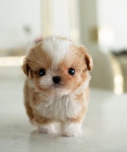 Ruby Maltipoo puppy