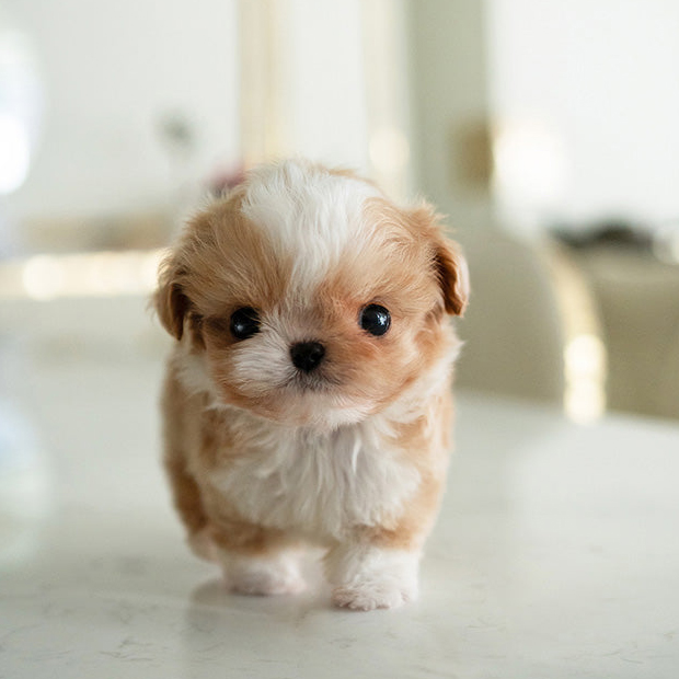 Ruby Maltipoo puppy