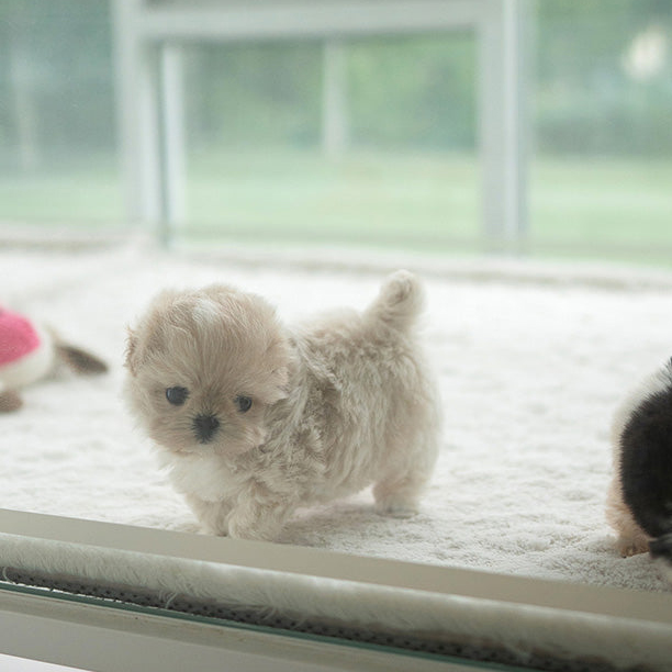 Chloe Maltipoo puppy - Image 4
