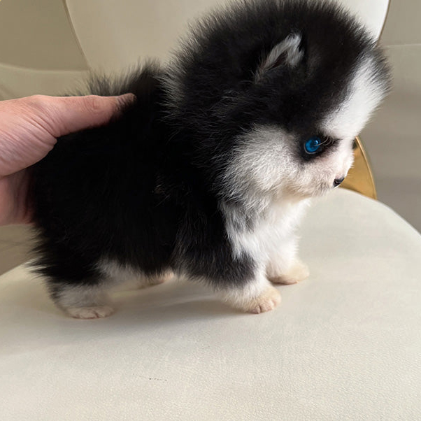 Blaze Pomsky puppy - Image 4