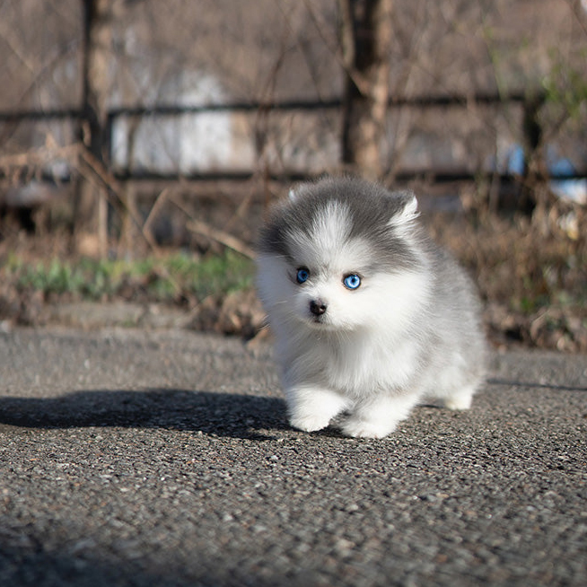 Willow Pomsky puppy - Image 3