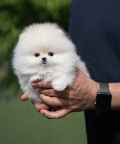 Find Pomeranian puppies for adoption