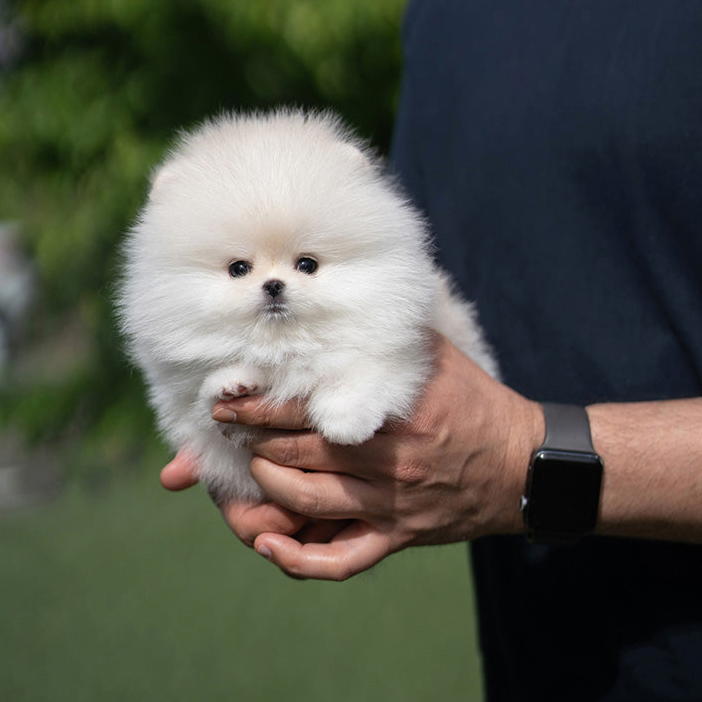 Find Pomeranian puppies for adoption