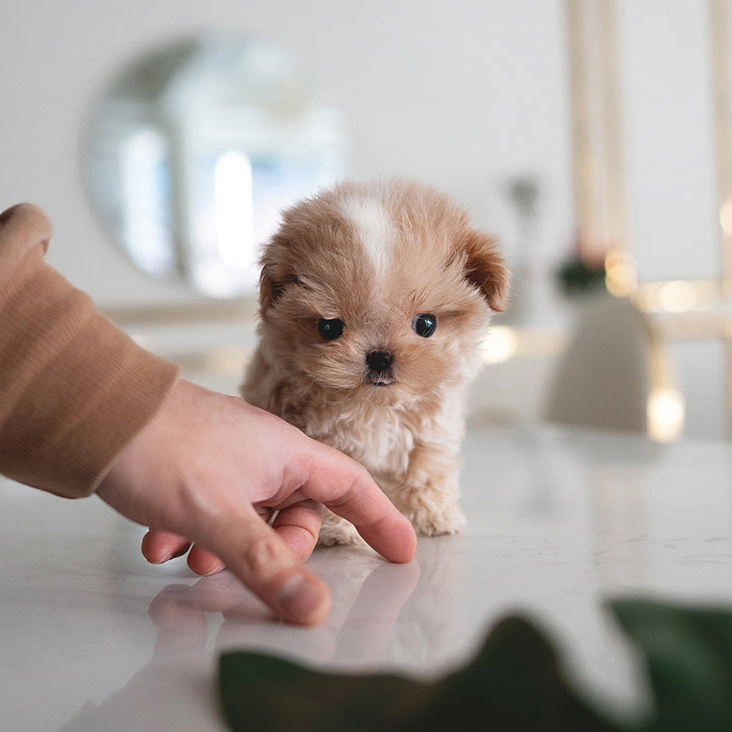 Ruby Maltipoo puppy - Image 3