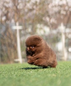Alternative view of Ginger Pomeranian puppy