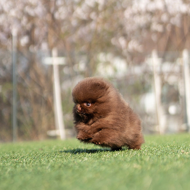 Ginger Pomeranian puppy - Image 2