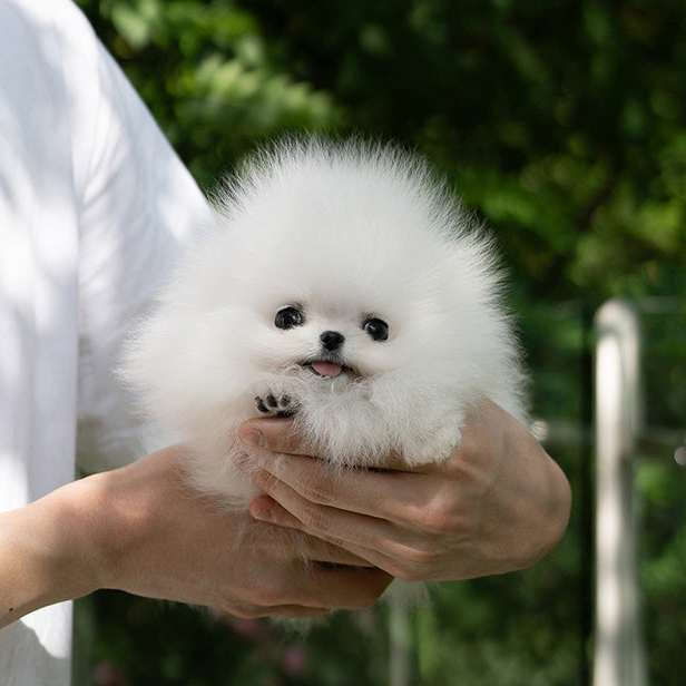 Layla pomeranian puppy - Image 3