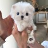 Milo Maltese puppy