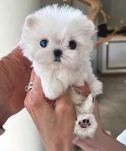 Milo Maltese puppy