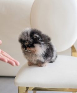 Alternative view of Cherry Pomeranian puppy