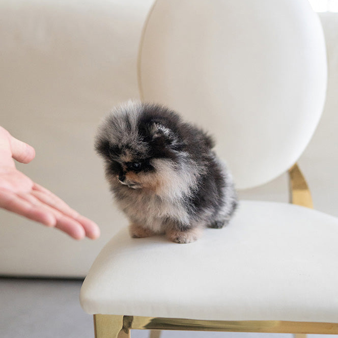 Cherry Pomeranian puppy - Image 2